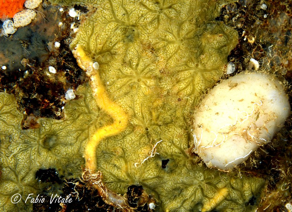 Poriferi in Grotta delle Burrare